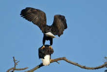 Eagle slideshow